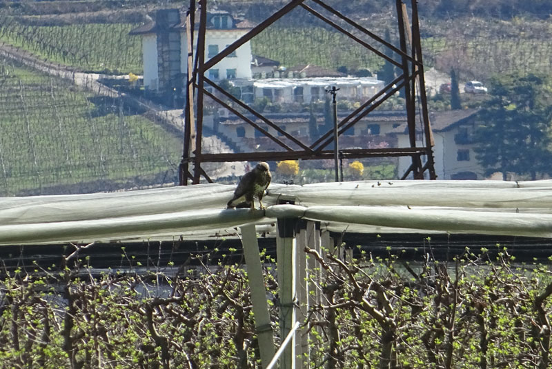 Buteo buteo - Accipitridae